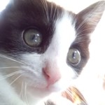 Thumbnail of related posts 101